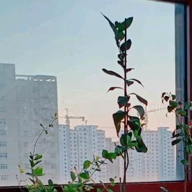 花花