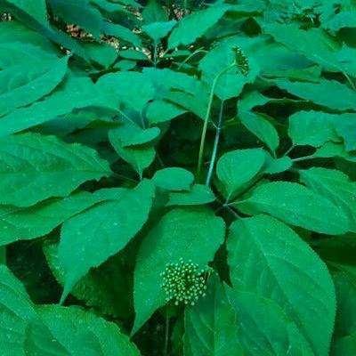 美姐长白山人参