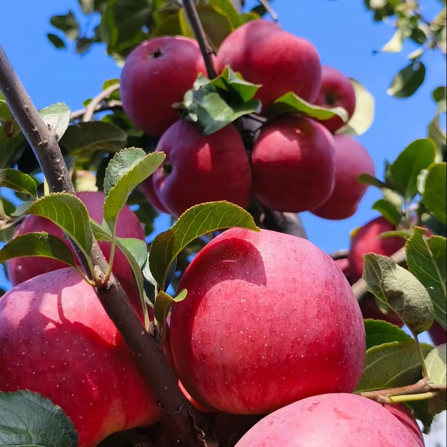 昭通高原丑苹果（甜心果园）