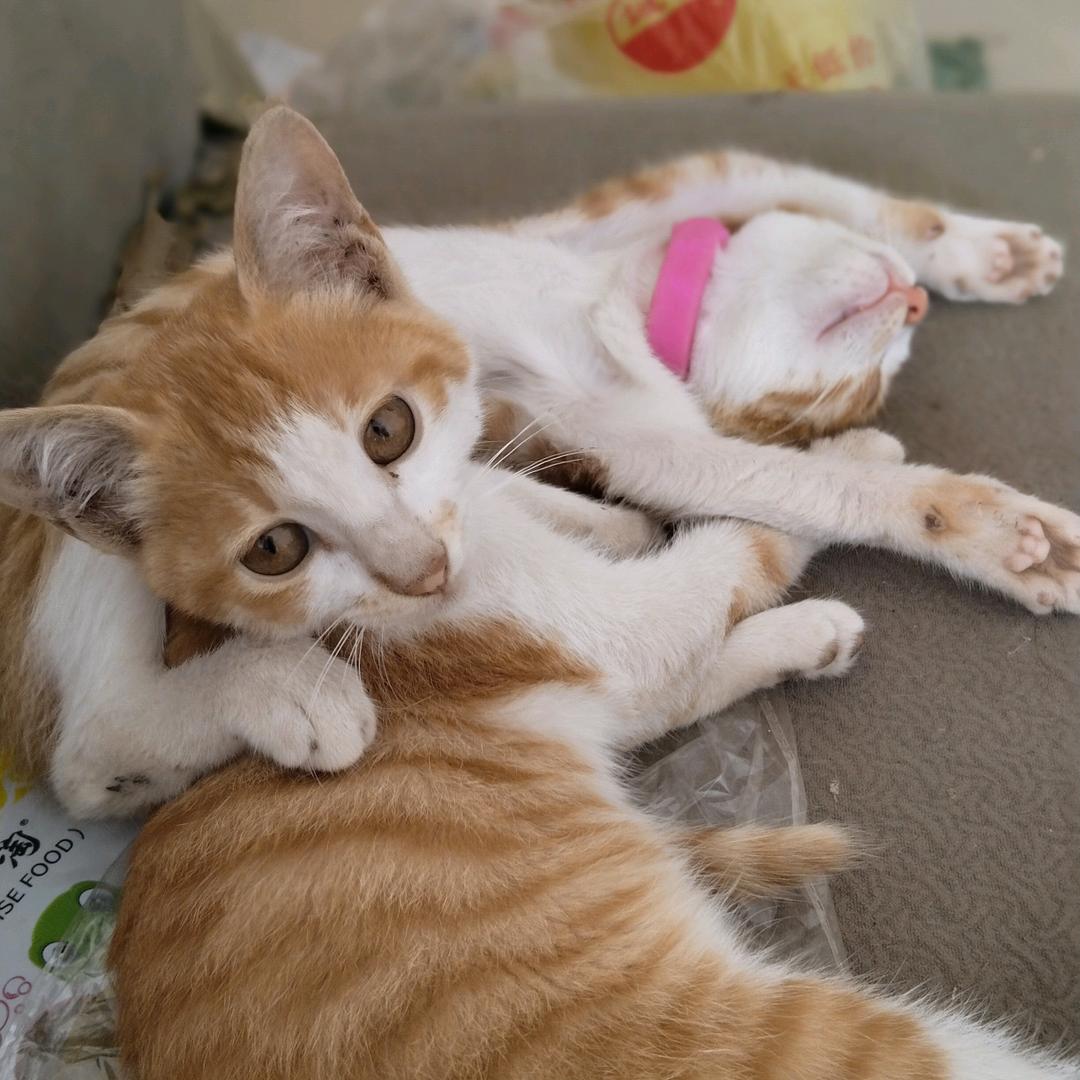 @千纸鹤