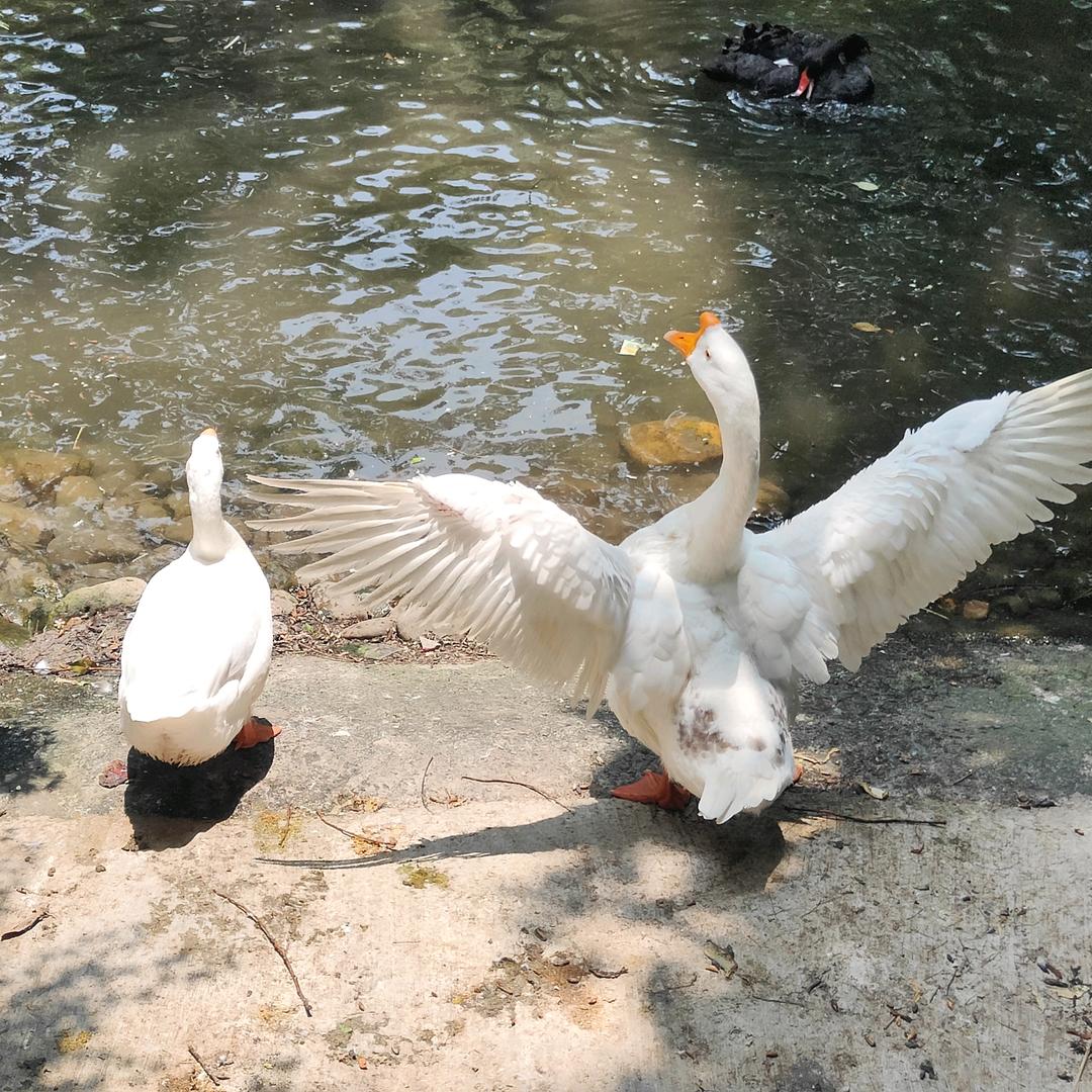 呆萌
