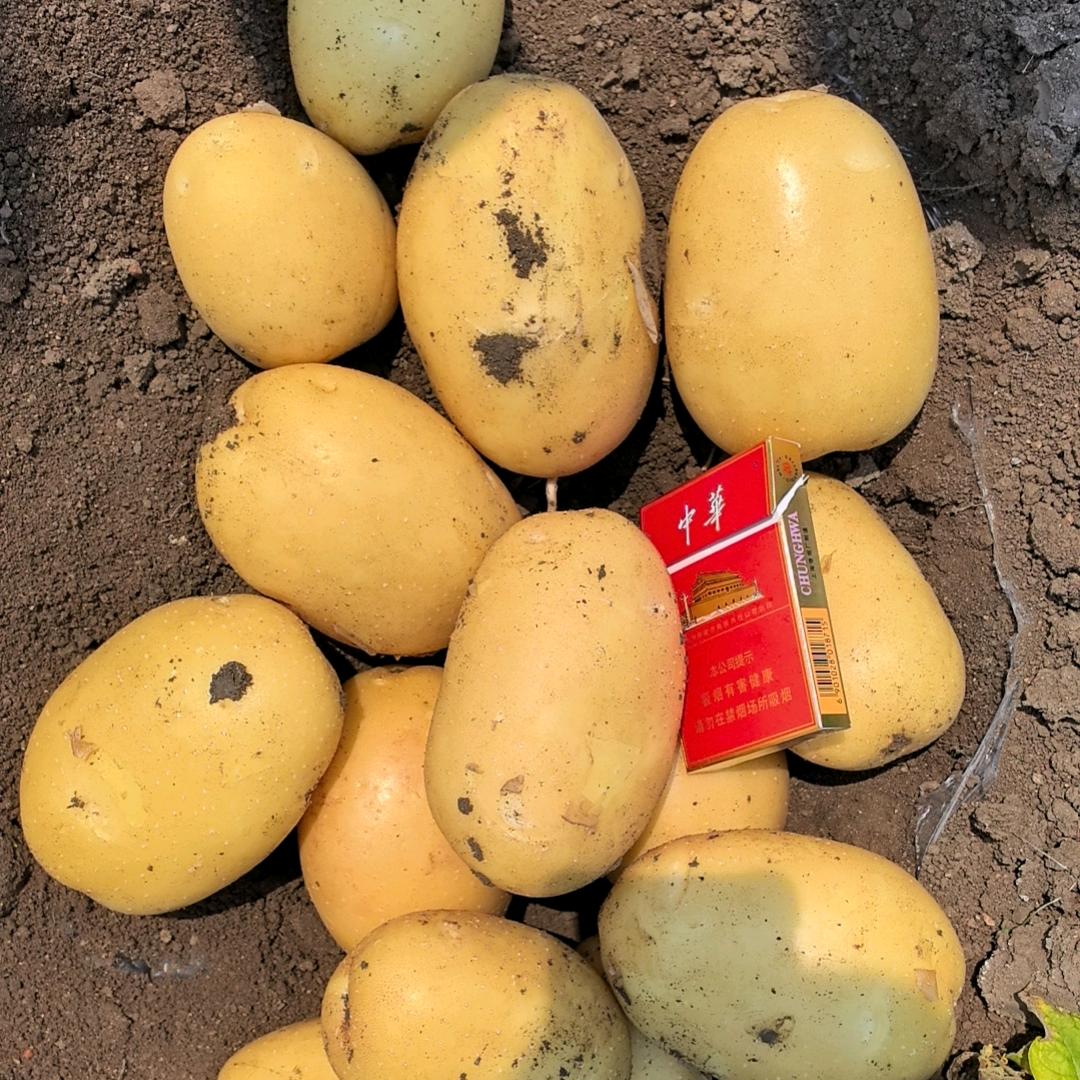 平度宝万家土豆购销