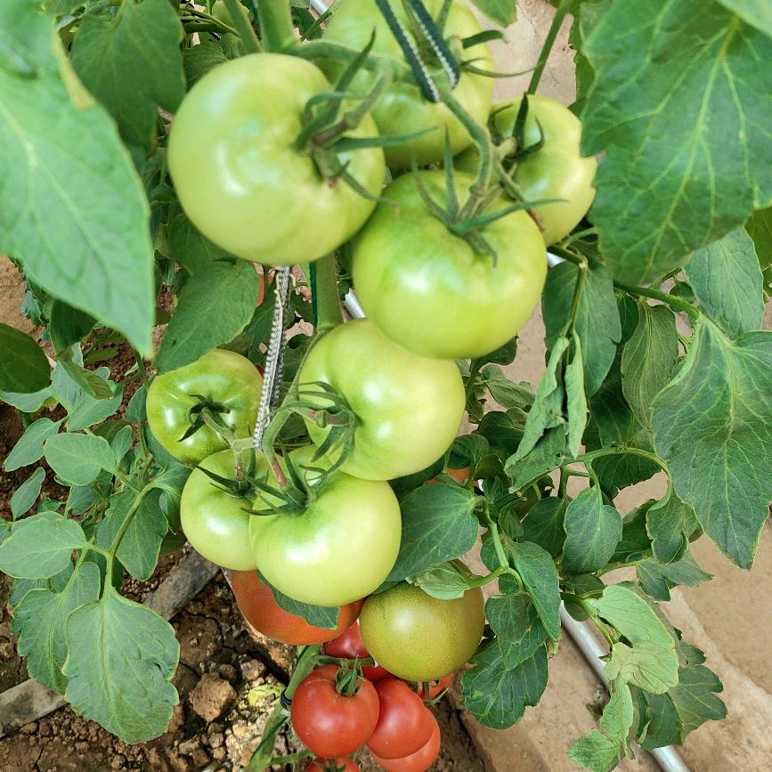 新农人威特王🍅🌶