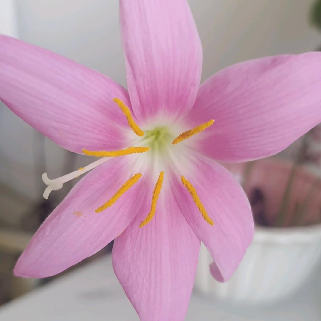 小白菜🥬