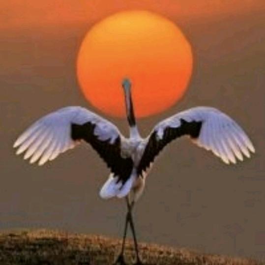 鹤阳共舞