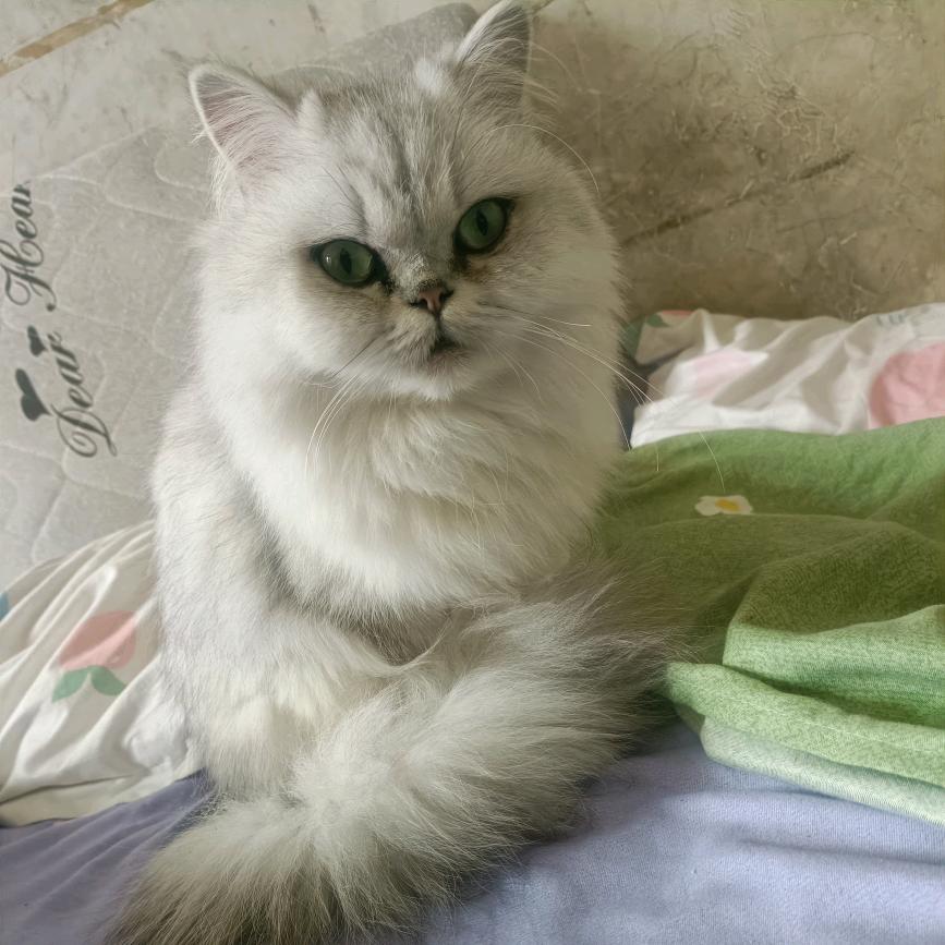 半梦半醒半颗心