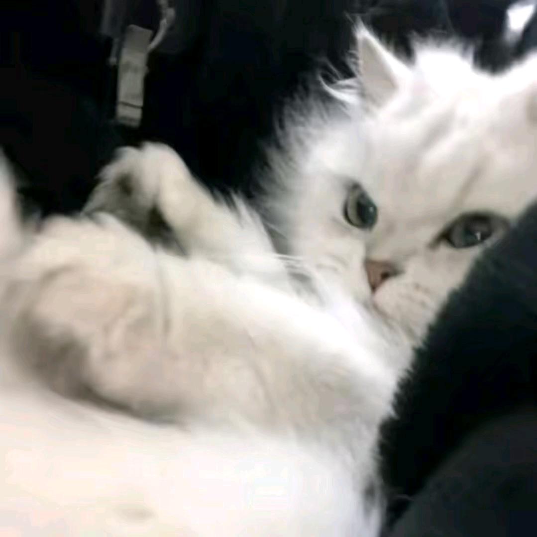 祈渊