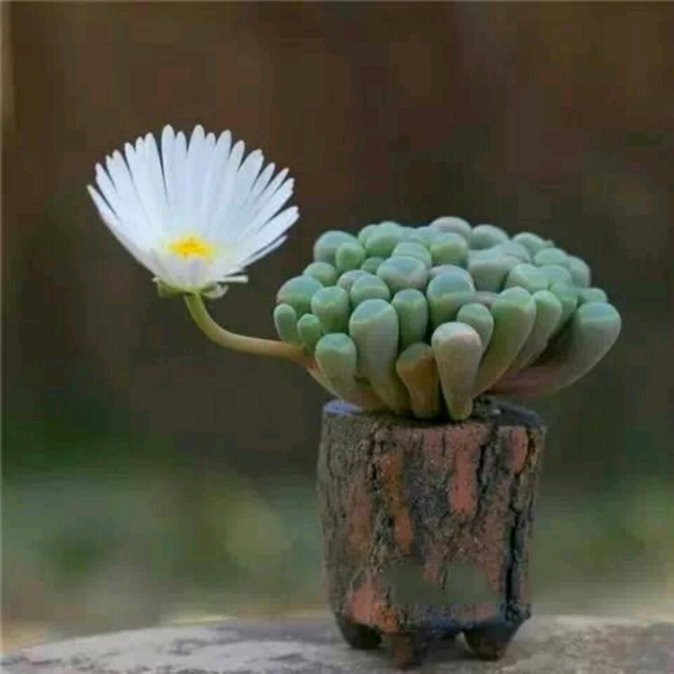 亦道春风为我来