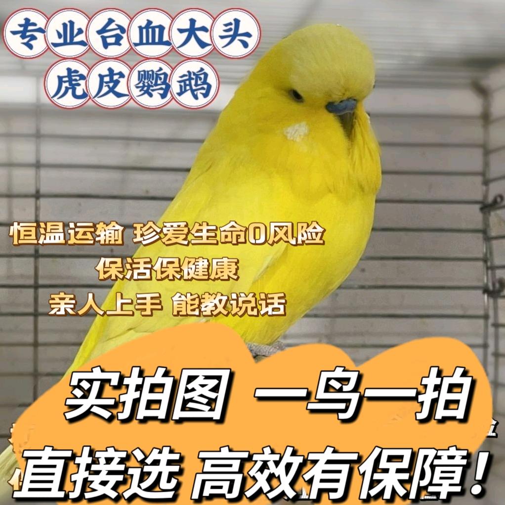 小胖嘟手养鹦鹉部落