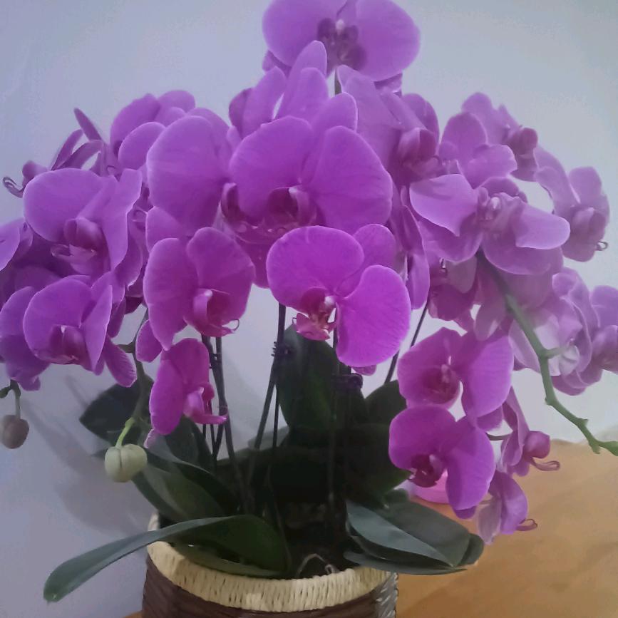 小董