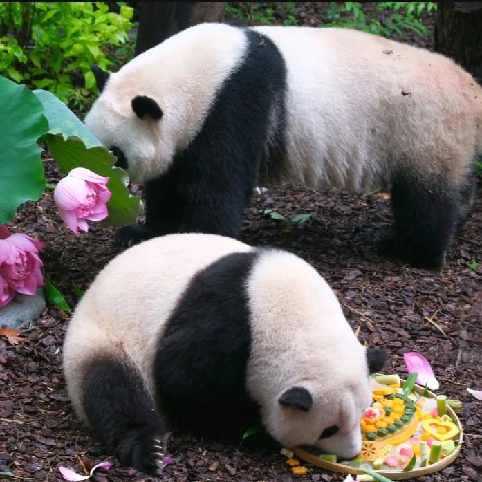 奶熊软糖🍬🍓