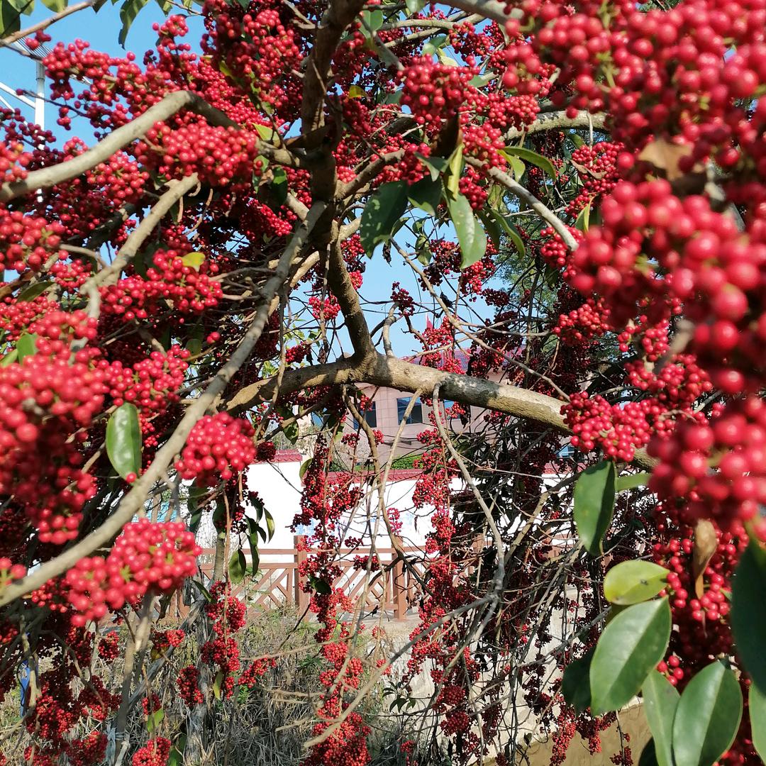 泰和平拖，款款