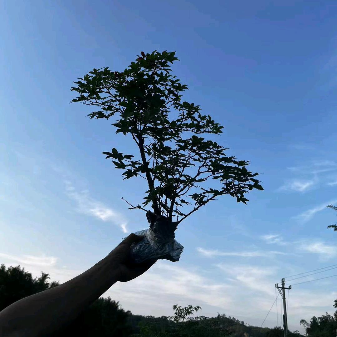 浪淘尽园艺