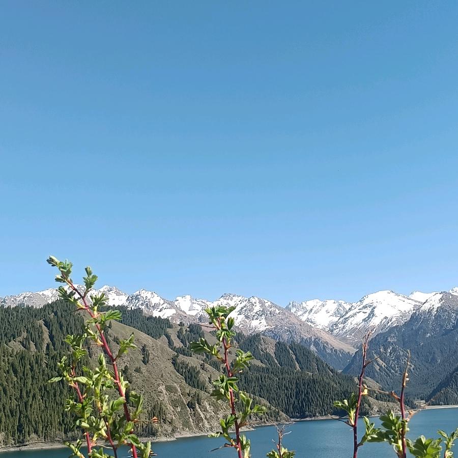 向阳花