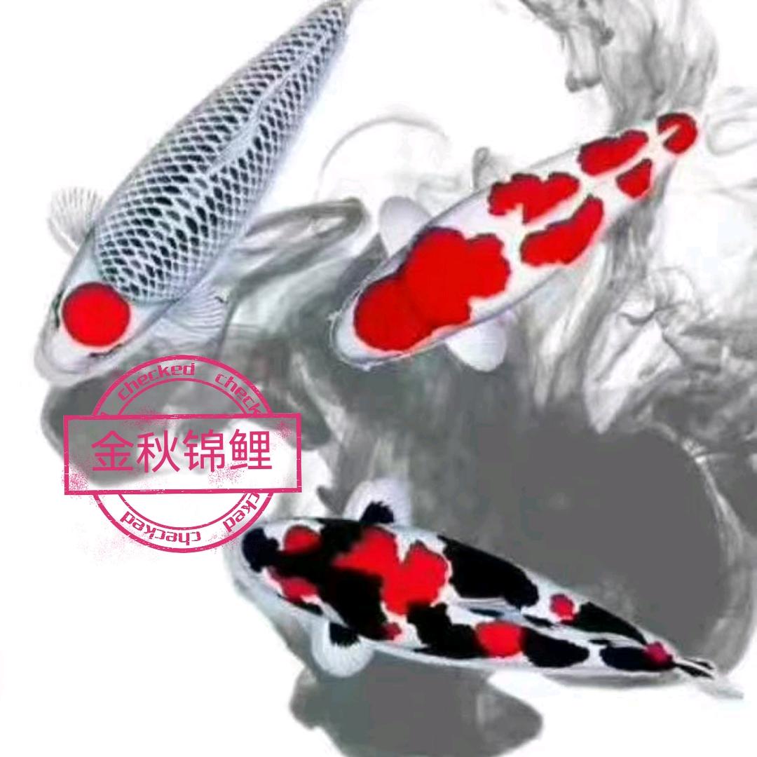 金秋锦鲤养殖场