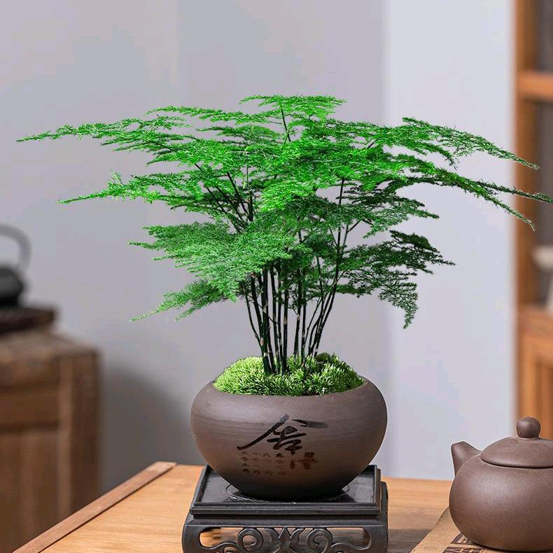 麦酷