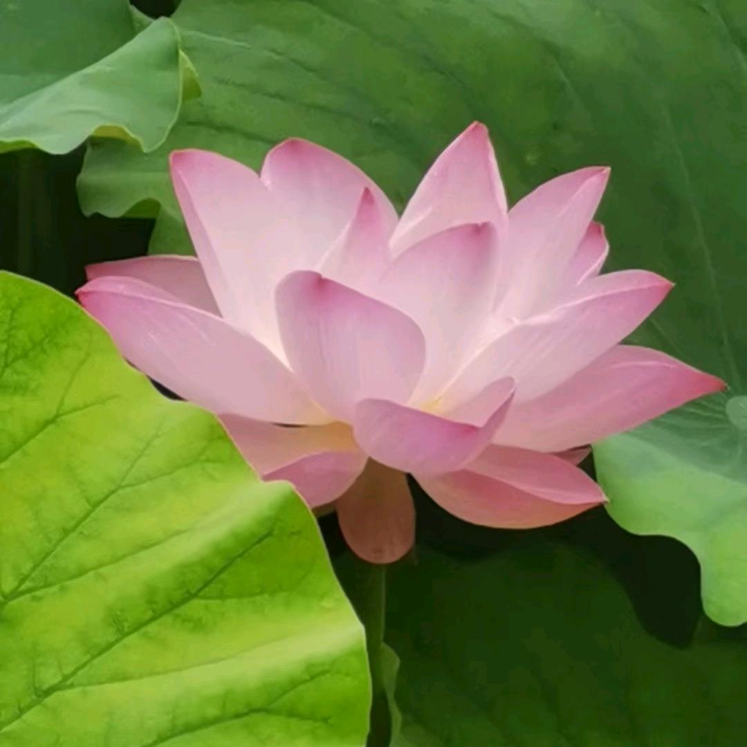 悦悦奶奶