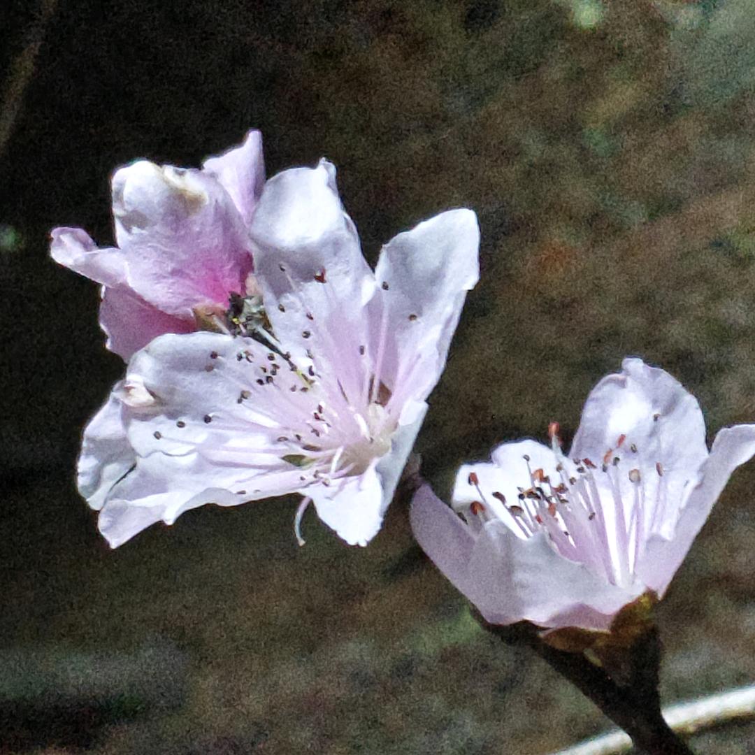 英孑