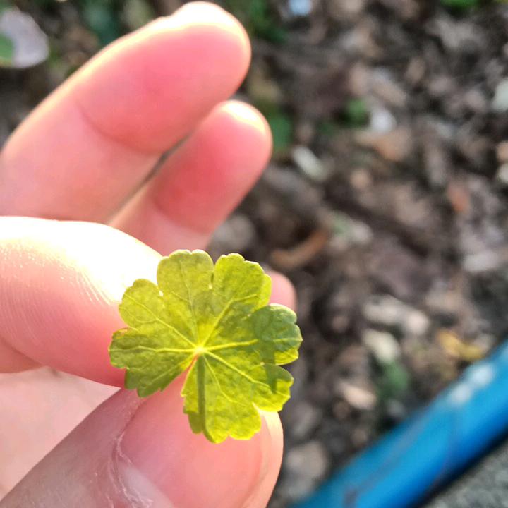 爱吃洋芋的宝