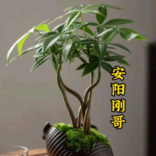 安阳刚哥
