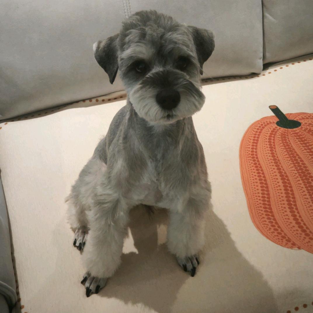 粽子～糯米的日常生活