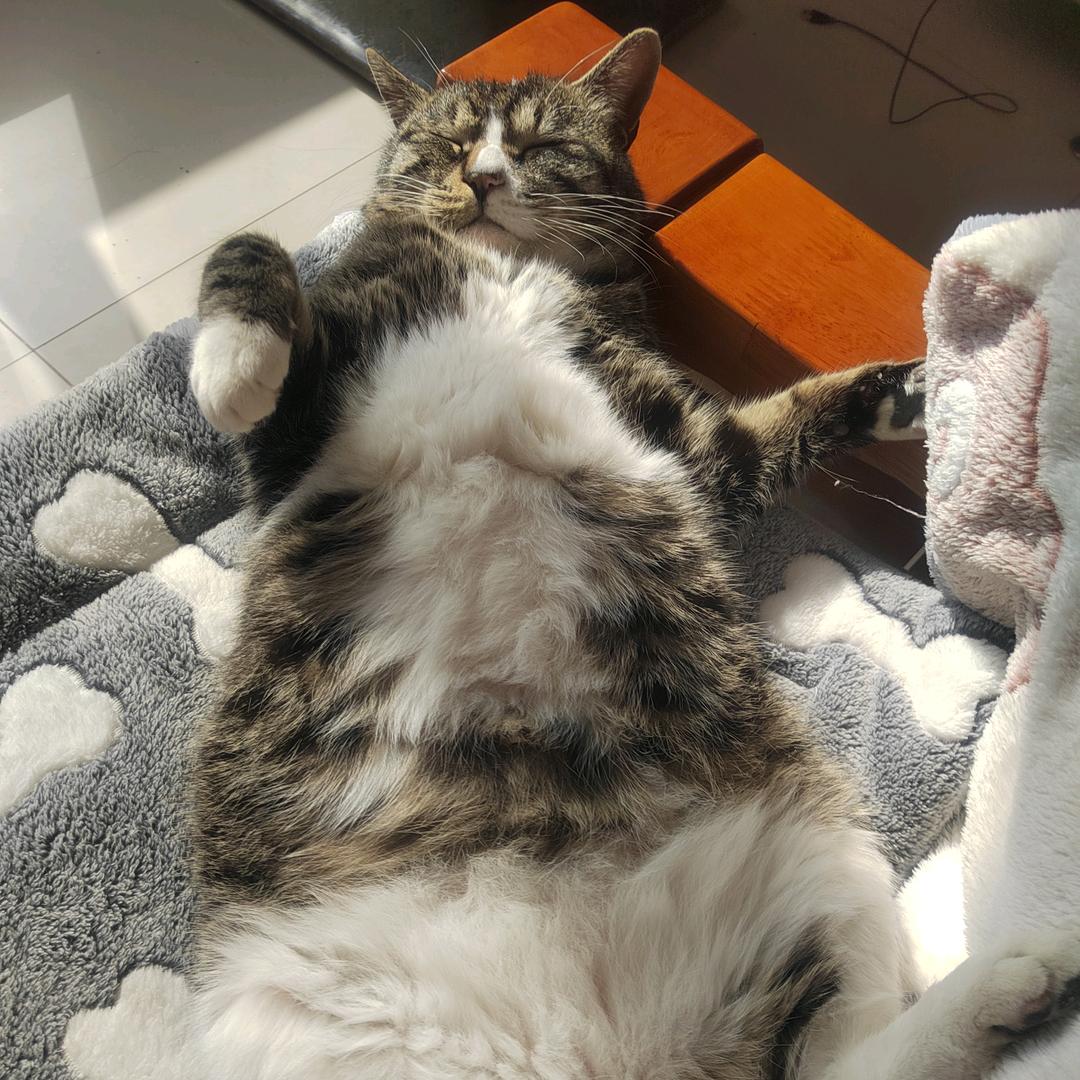 煤球和煤炭的日常vlog