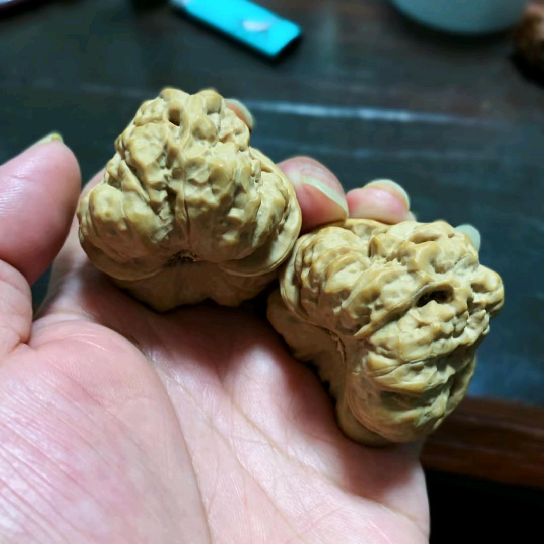 涞水小核商  黑豹