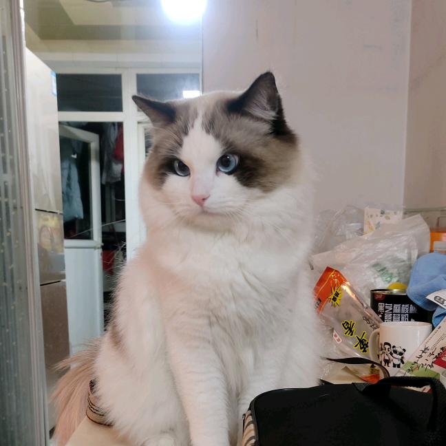 喂的猛