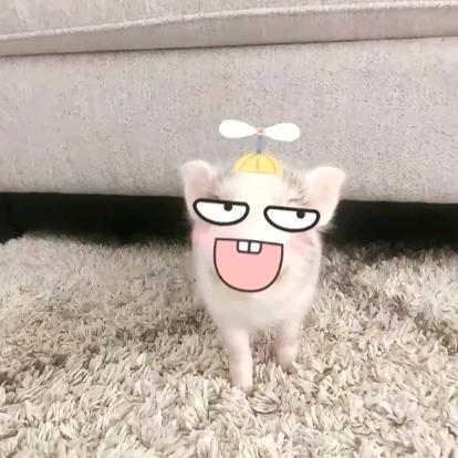 一个小肉包（毛娘版）