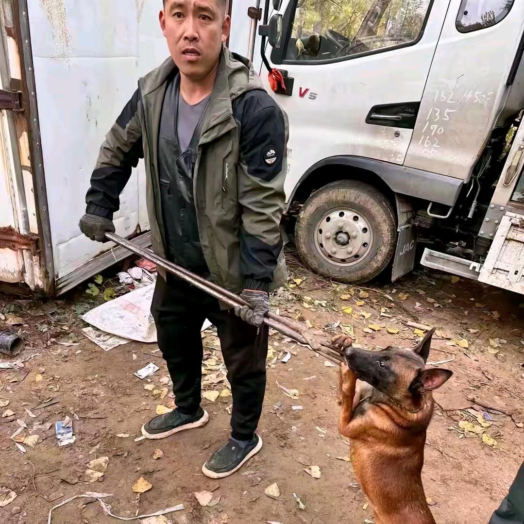 石家庄专业套狗（全国可套）
