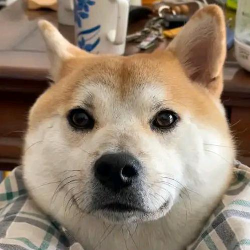 江抶抶