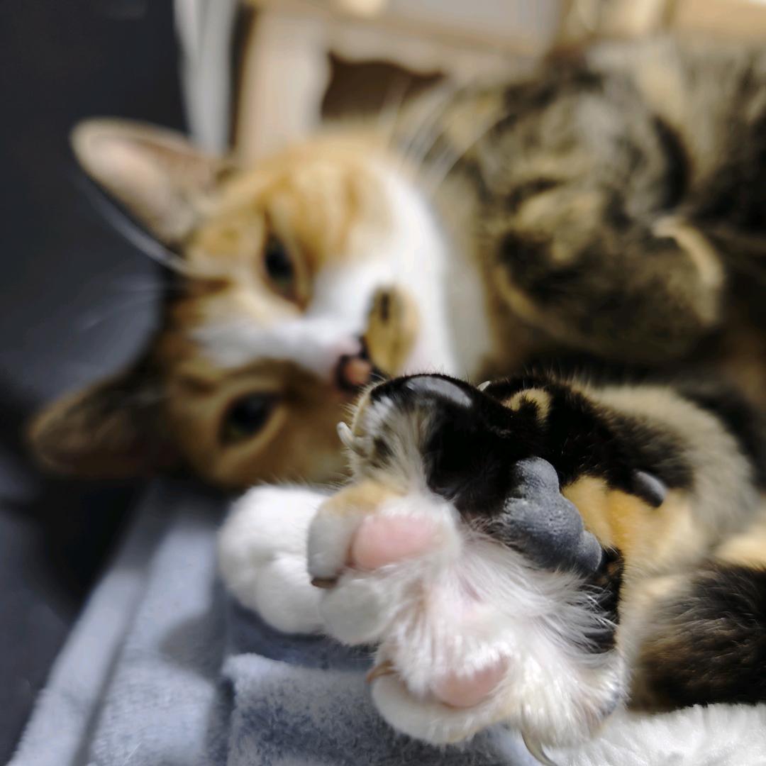 🌈一只福，一只丸