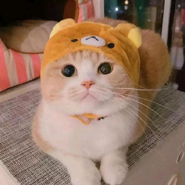 阮心棉花糖