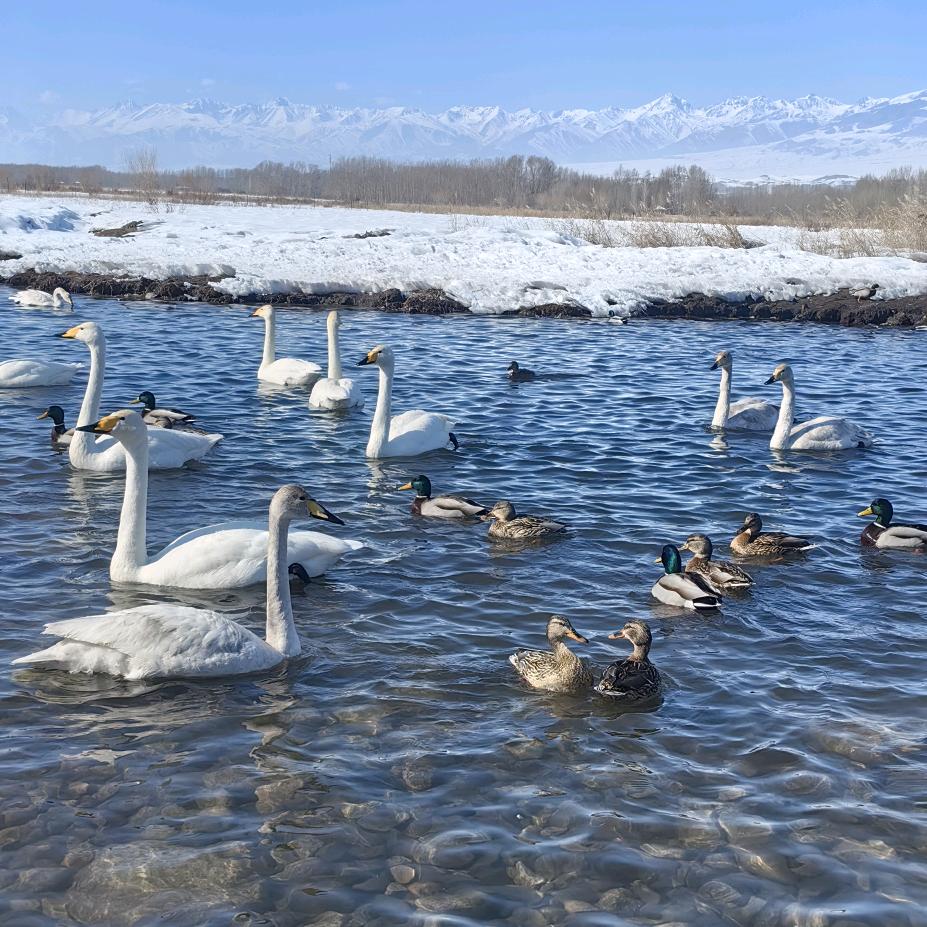 伊人恋雪