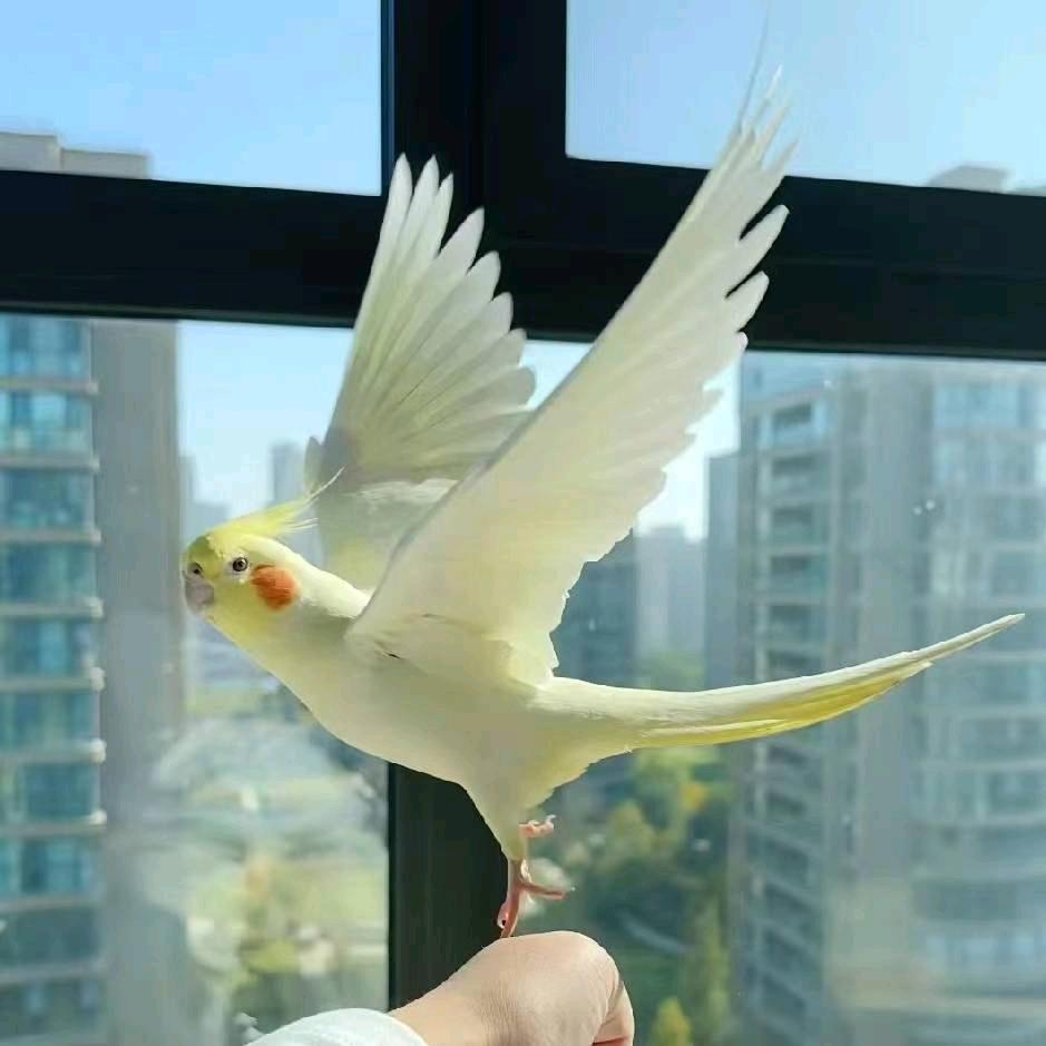 🌈采蘑菇的小姑娘