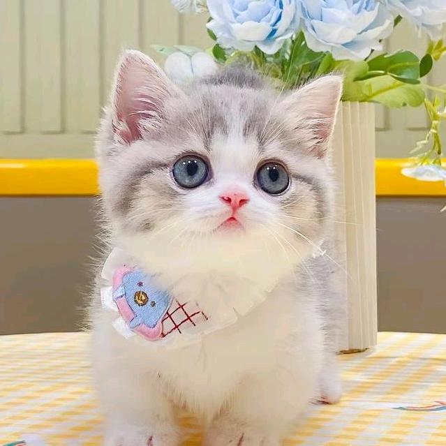 米姐爱养猫
