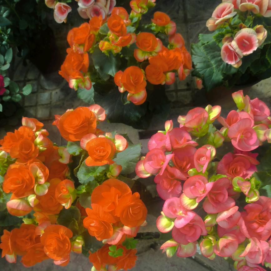 顺其自然6917689629367