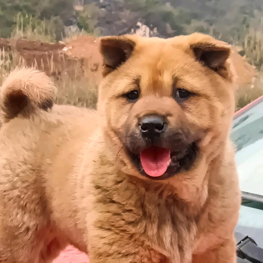 2023！！！田园犬