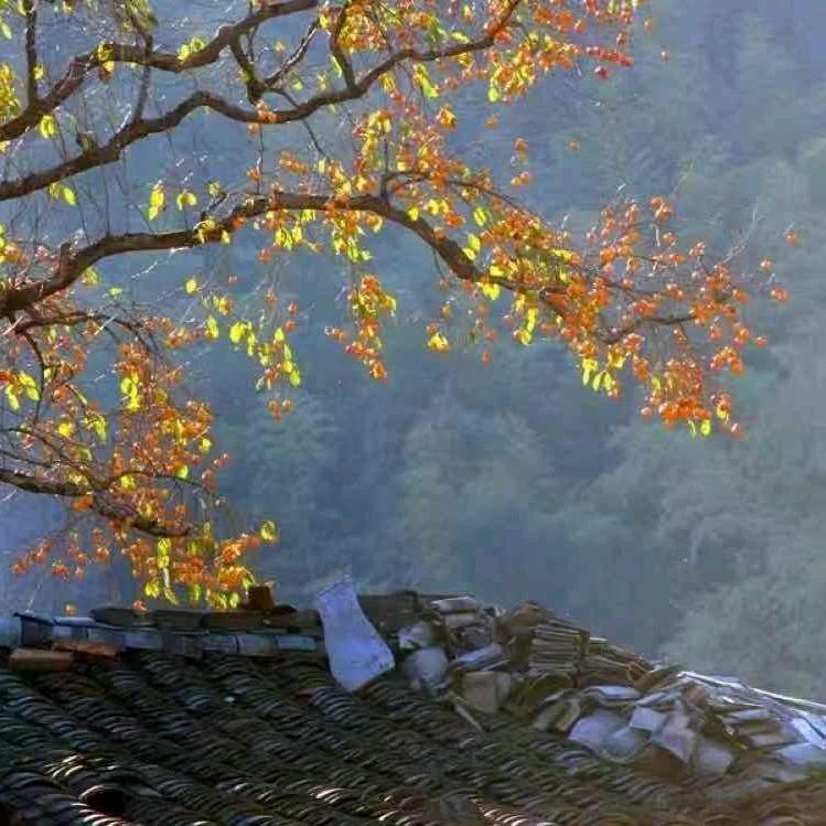 缘来是我