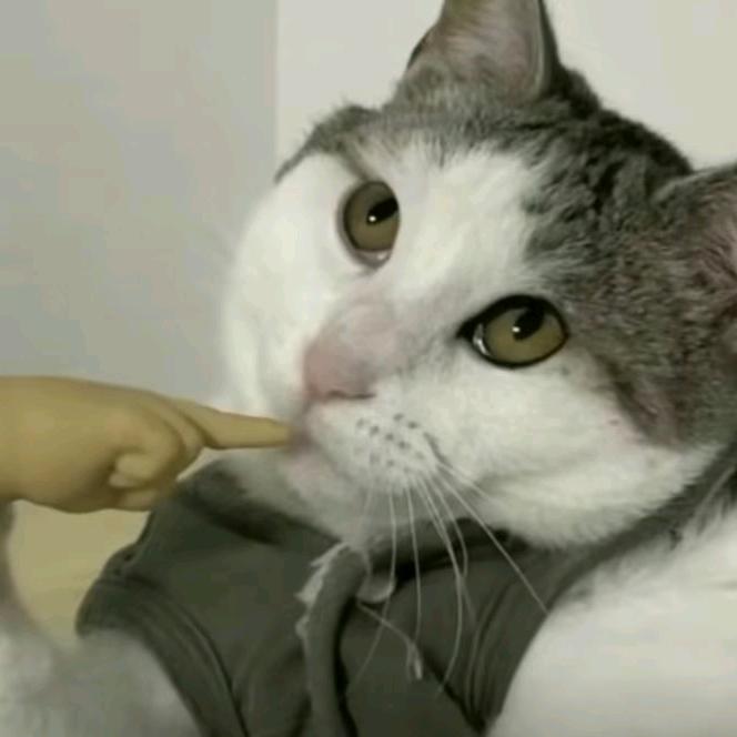 AA建材只吃香菜