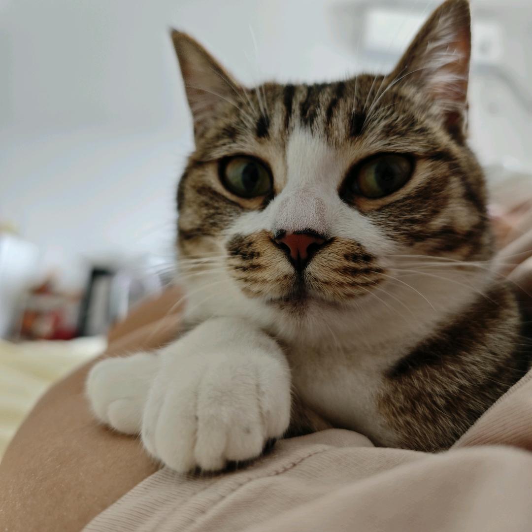 叶