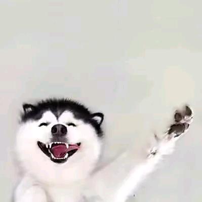 熊猫小霸王