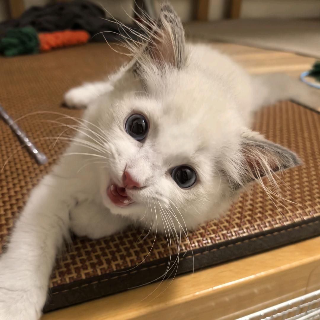 爱吃鸡腿