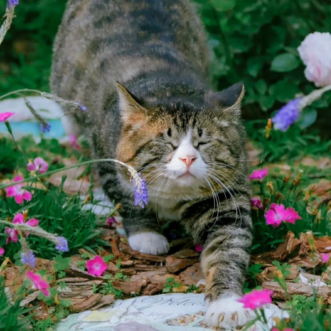 🐈涛子🐈