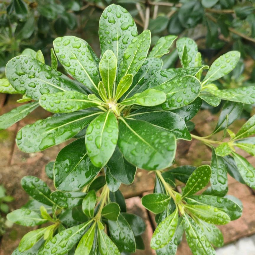 白兰花