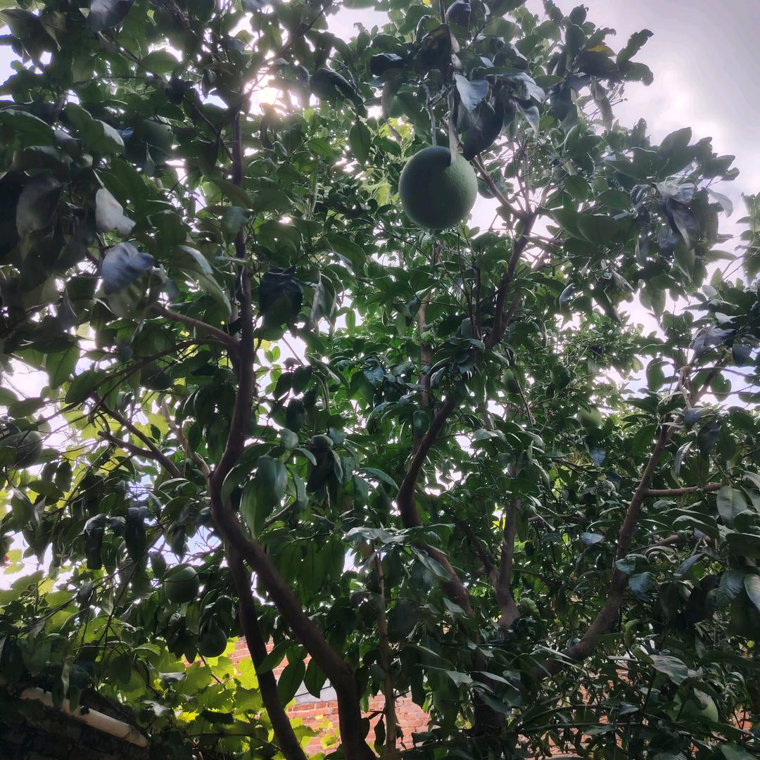 哥依然潇洒