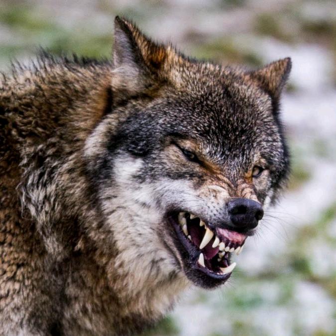 舔着伤口的血狼