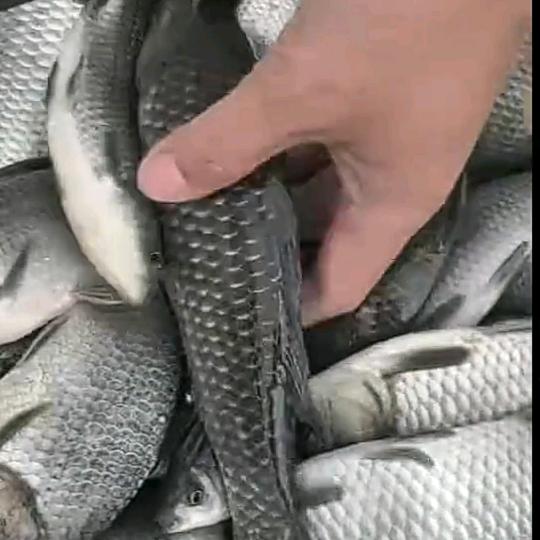 鸿鑫垂钓园《家庭农场青铜峡109国道）