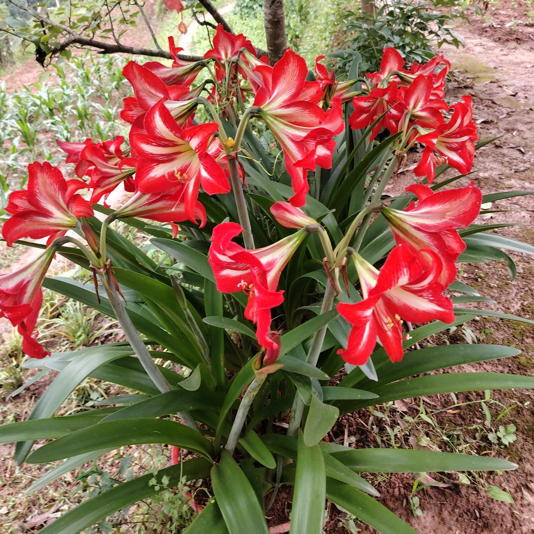 赵菊发