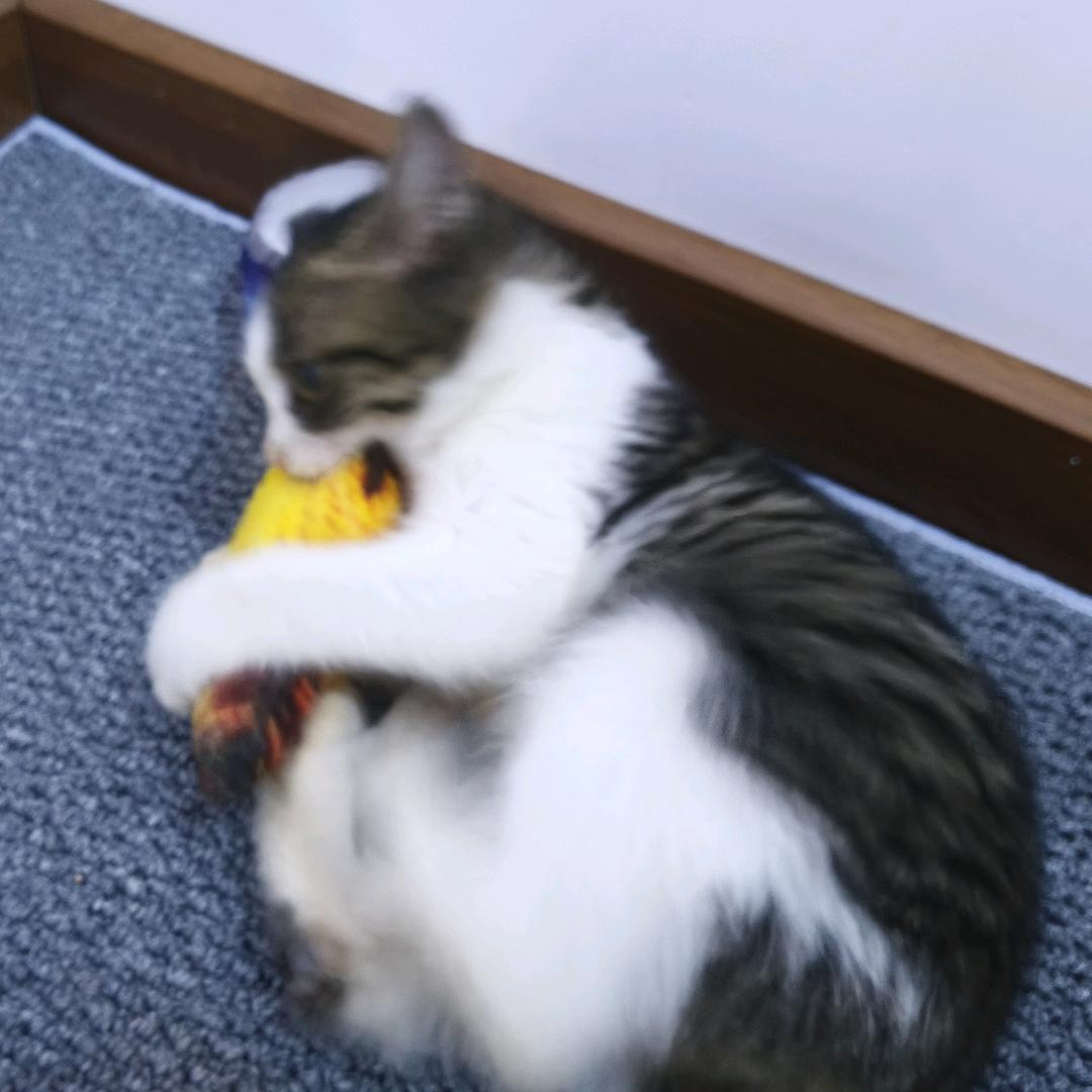 AAAA猪饲料批发刘大姐